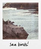 Sea birds!