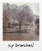 Broken branches!