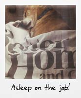Asleep on the job!