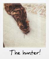 The Hunter! The Hunter!
