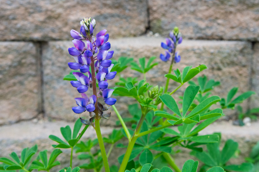 Bluebonnet photo