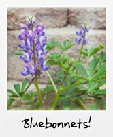 Bluebonnets!