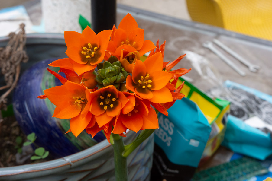 Orange flower photo