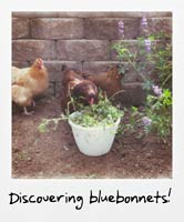 Discovering bluebonnets! Discovering bluebonnets!