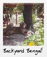 Backyard Bengal! Backyard Bengal!