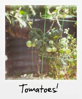 Tomatoes! Tomatoes!