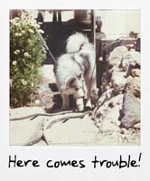 Here comes trouble! Here comes trouble!