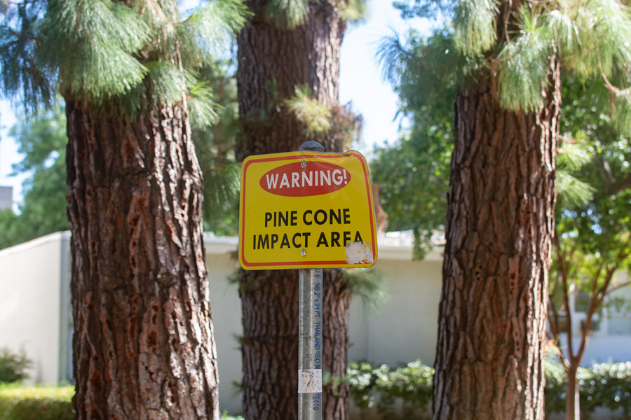 Pine cone sign photo