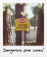 Dangerous pine cones! Dangerous pine cones!