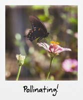 Pollinating!