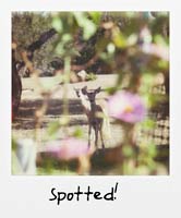 Spotted! Spotted!
