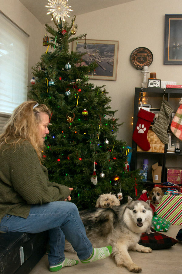 Christmas dogs photo