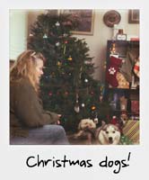 Christmas dogs!