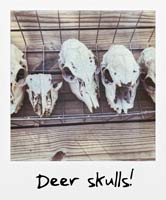 Deer skulls!