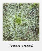 Green spikes!