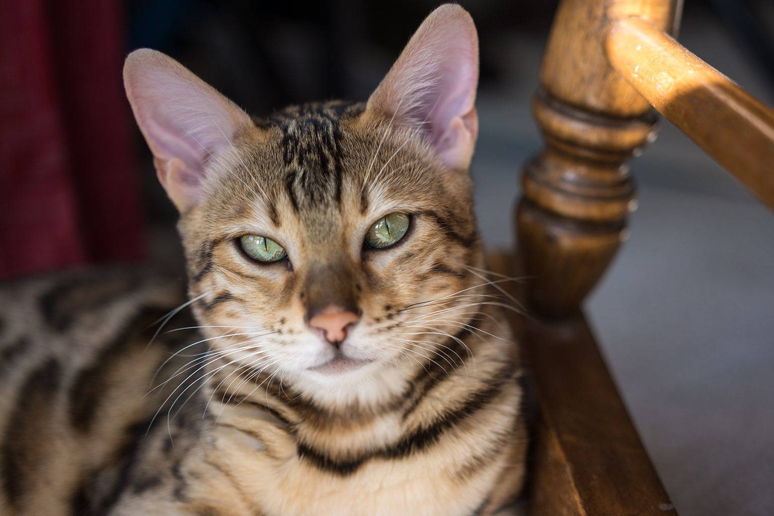 My bengal cat Noctiva.