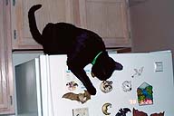 Bartok on refrigerator eyeing tiger magnet