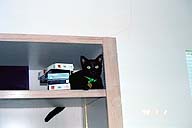 Bartok on top shelf