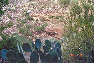 Bracken Cave sinkhole with cactus